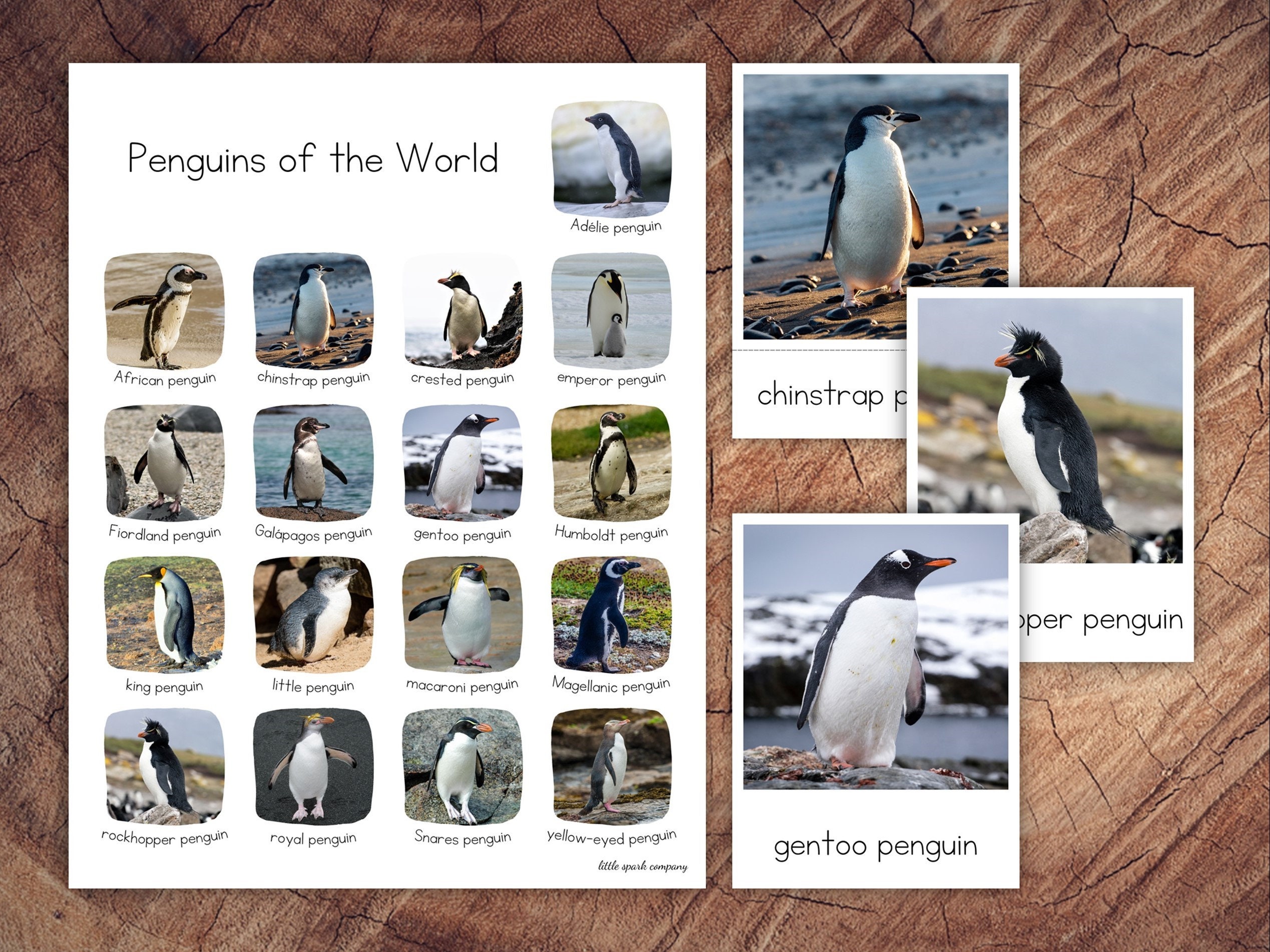 ペンギンパック（拡張版付き） - Etsy 日本