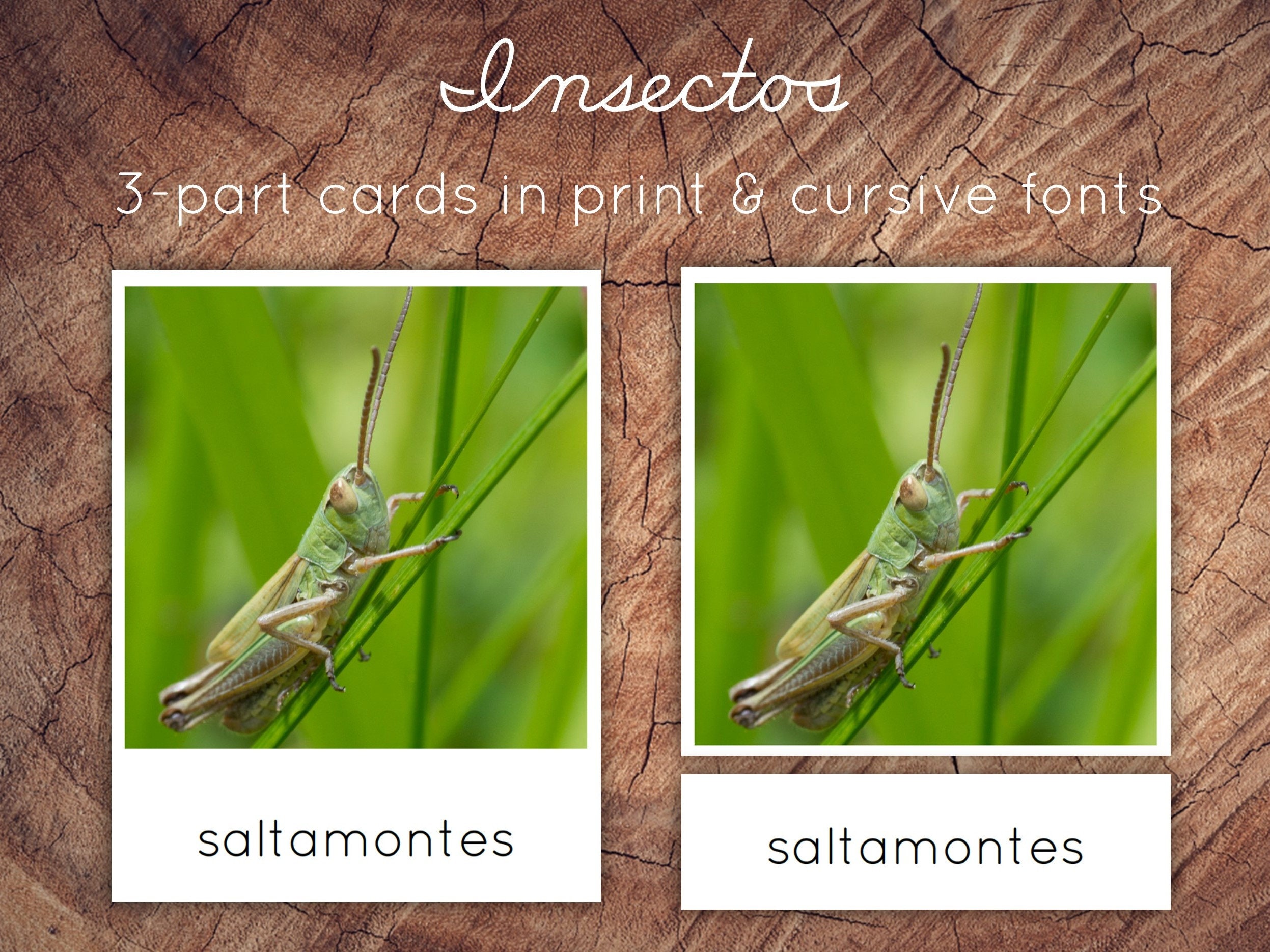 SPANISH Insects 3part Cards Montessori Nomenclature Cards Etsy