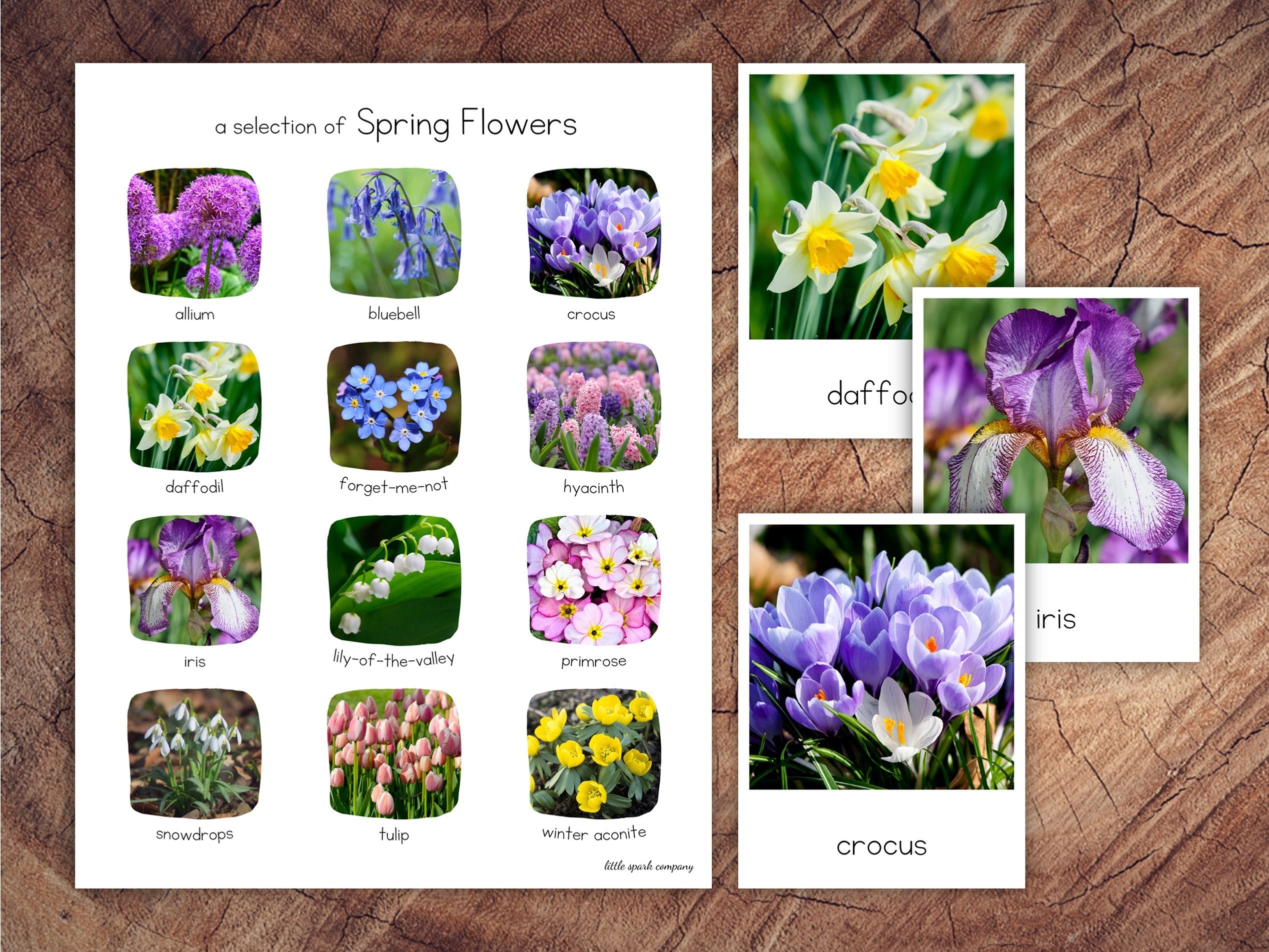 Spring Flowers Pack With Extension - Etsy