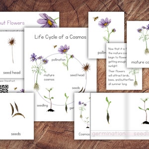 Paquete Ciclo de Vida de una Planta Cosmos