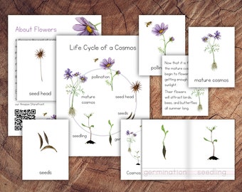 Life Cycle of a Cosmos Plant Pack