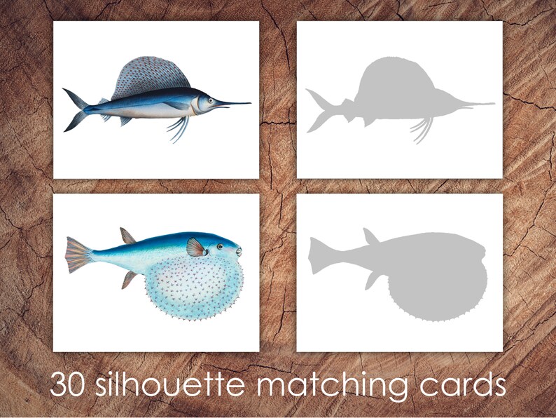 Rainbow Fish Preschool Basics Bundle Homeschool Printable - Etsy