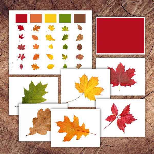 Autumn Leaves Colour Sorting Set, Toddler Preschool Activity