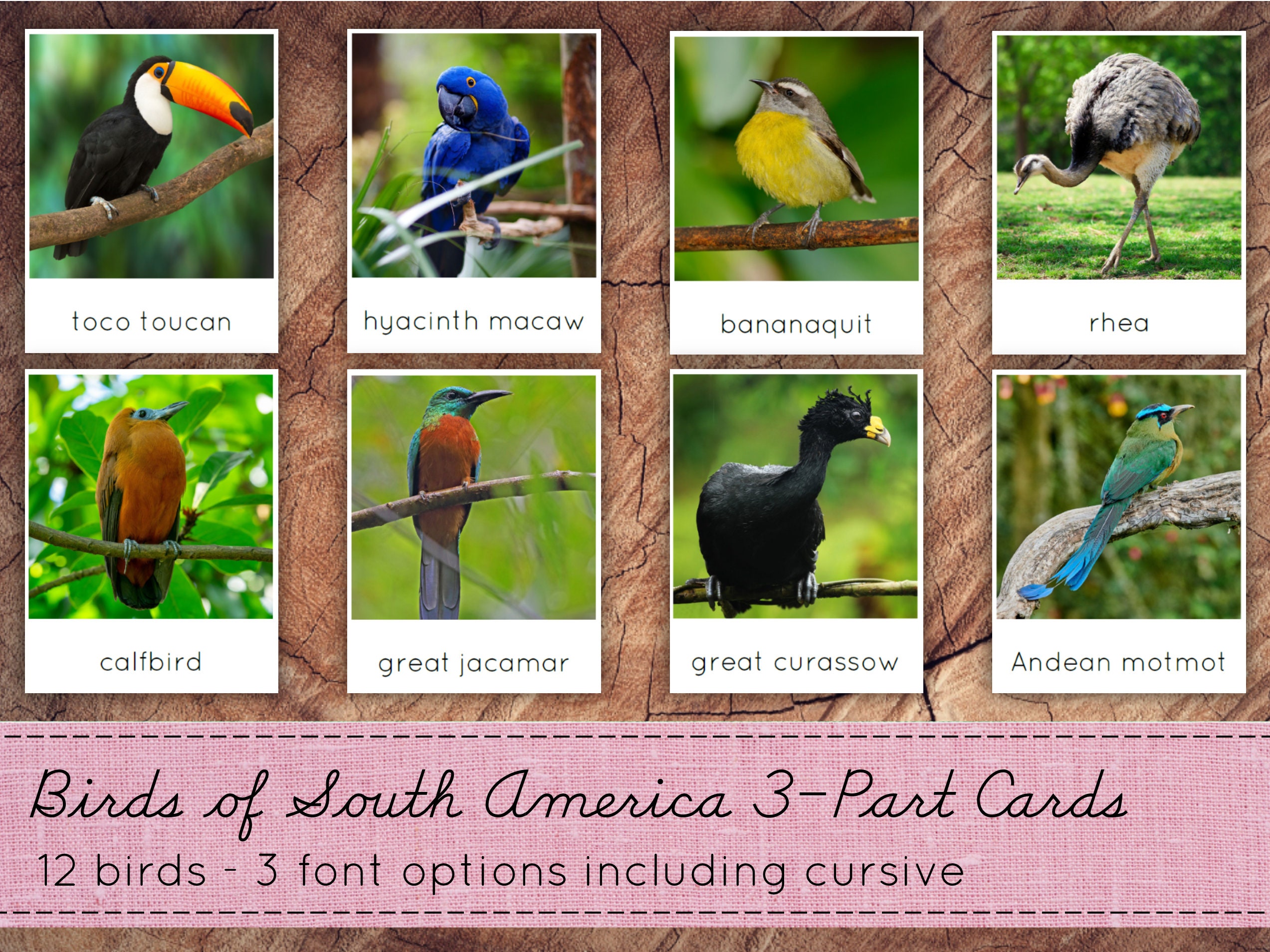 South American Birds 3-Part Cards Montessori Nomenclature | Etsy
