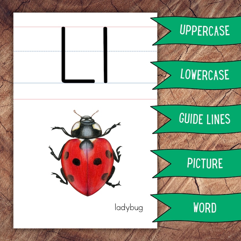 Alphabet Posters Lined, Large Format for Classroom Use image 6