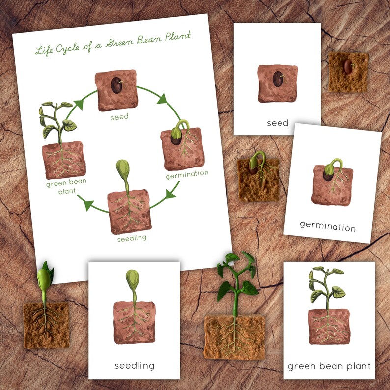 Life Cycle Green Bean Plant, DIGITAL 3 Part Cards image 1