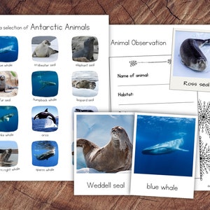 Antarctic Animals Pack with Extension