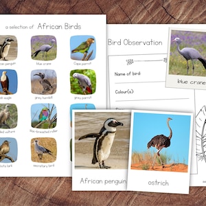 Pack Uccelli Africani con Estensione