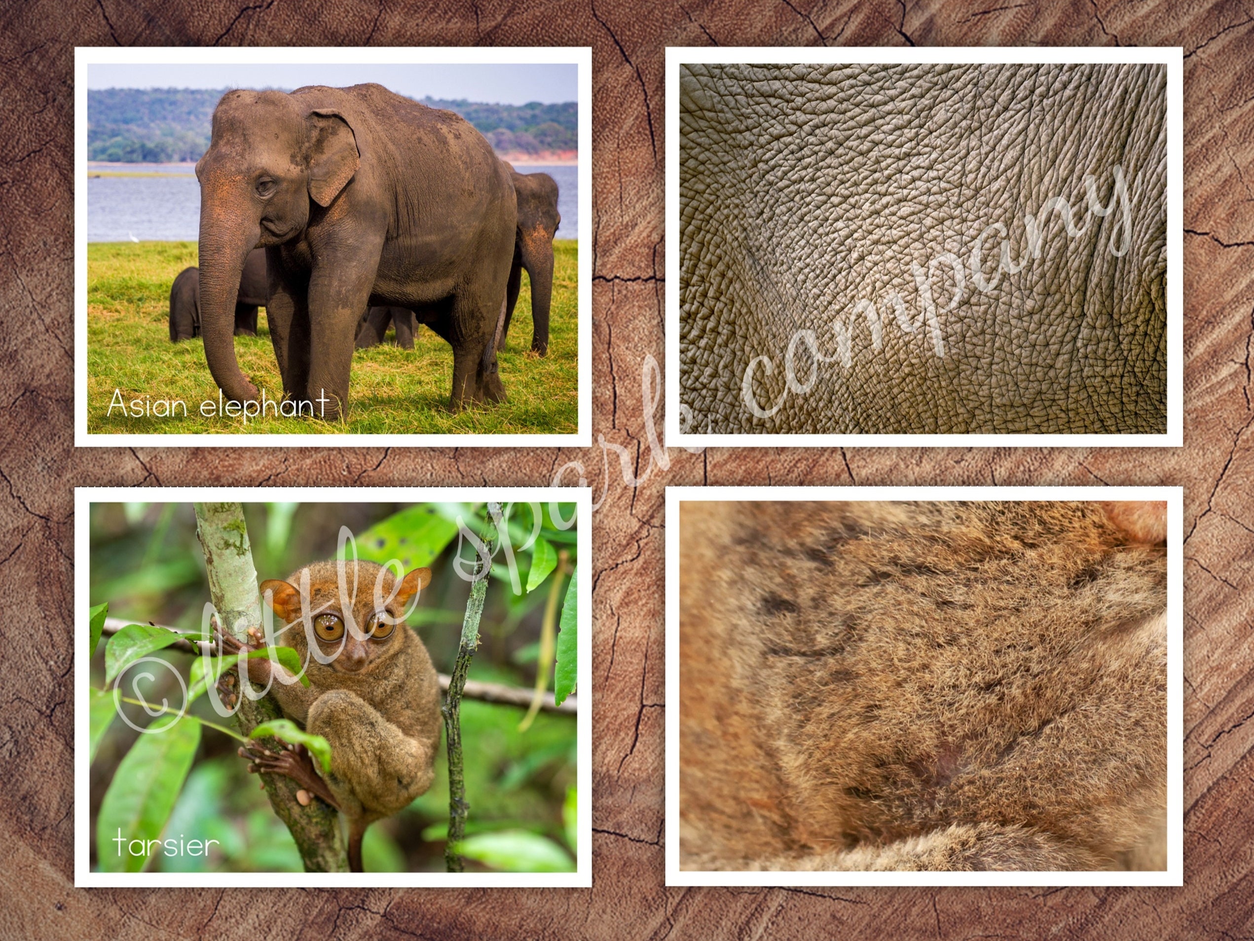 Asian Animals Fur, Skin Pattern Matching, Toddler Preschool Activity - Etsy