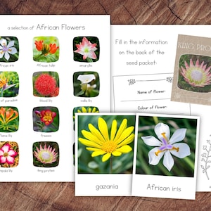 Pacchetto Fiori Africani con Estensione