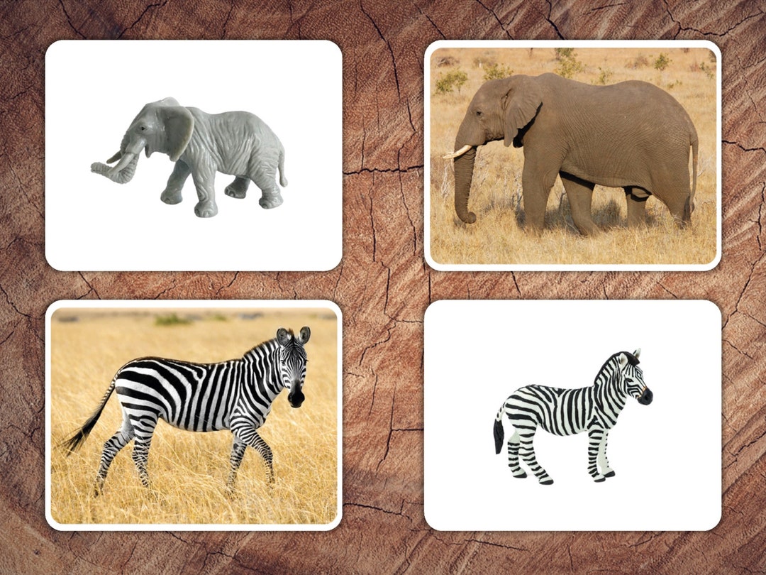 African Animals Picture Matching Cards Toddler Preschool