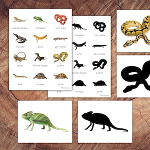 Könnte beinhalten: Illustrationen von Reptilien und Amphibien auf weißen Karten. Die Karten zeigen detaillierte Zeichnungen von Arten wie Bartagame, Chamäleon und Kornnatter. Einige Karten zeigen Silhouetten der Tiere.