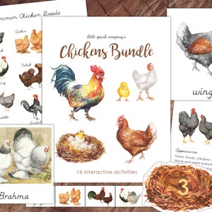 Chickens Bundle, Preschool Literacy, Math DIGITAL DOWNLOAD