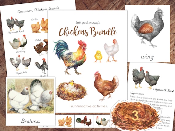 Chickens Bundle Preschool Literacy Math DIGITAL DOWNLOAD