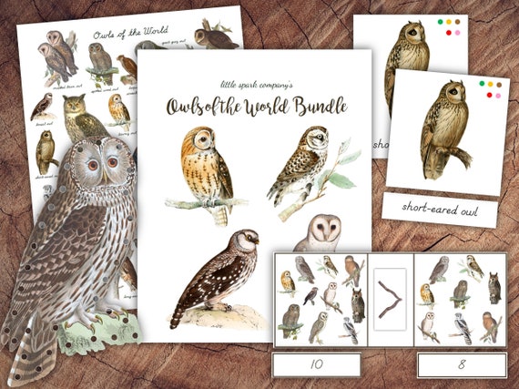 Owls of the World Bundle Preschool Literacy Math DIGITAL