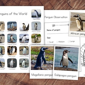 Penguins Pack with Extension