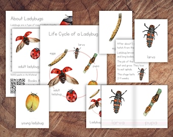 Life Cycle of a Ladybug Pack