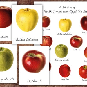 Juego de tarjetas de 3 partes Apple Varietyies, preescolar Montessori