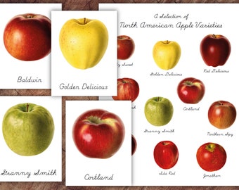 Apple Varieties 3-part Card Set, Montessori Preschool