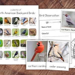 Pack d'oiseaux d'arrière-cour nord-américains avec extension
