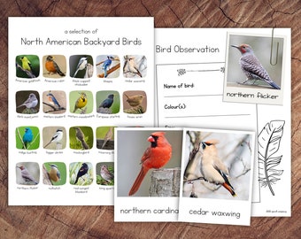 North American Backyard Birds Pack with Extension