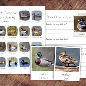 Pack canards nord-américains avec extension