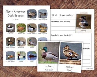 North American Ducks Pack with Extension