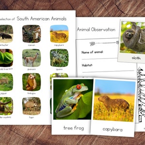 Pack Animales Sudamericanos con Extensión