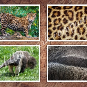 South American Animals Fur, Skin Pattern Matching, Toddler Preschool Activity