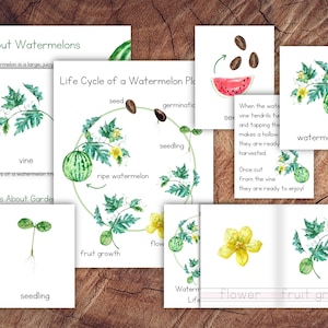 Cycle de vie d'un paquet de plantes de pastèque
