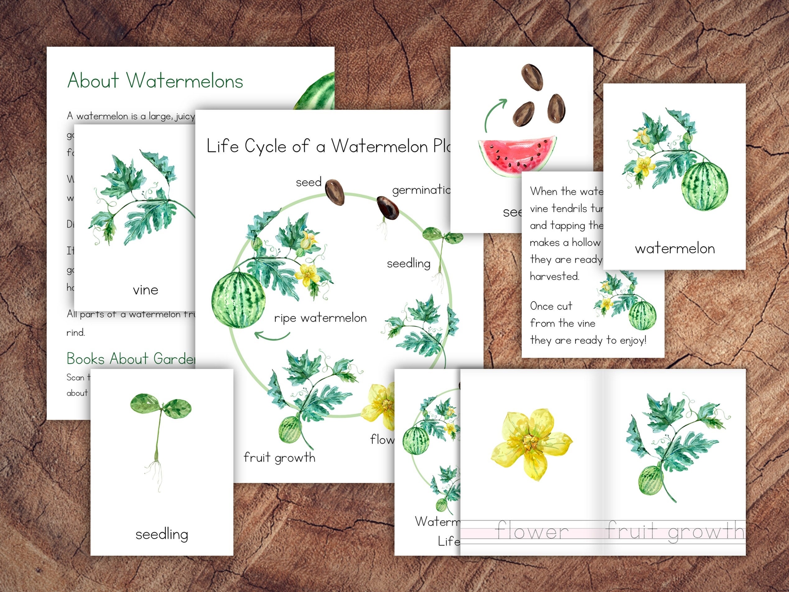 Life Cycle of a Watermelon Plant Pack Etsy Ireland
