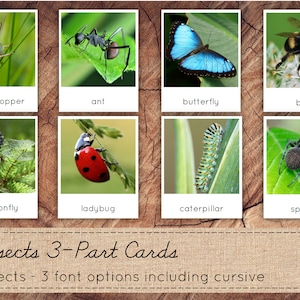 Insects 3-Part Cards, Montessori Nomenclature Cards