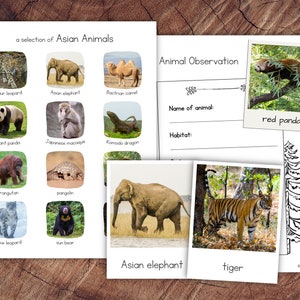 Aziatische dierenpakket met extensie