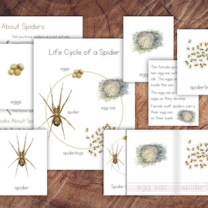 Life Cycle of a Spider Pack