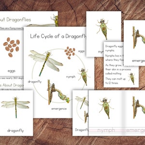 Life Cycle of a Dragonfly Pack