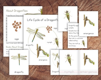 May include: A colorful infographic illustrating the life cycle of a dragonfly. The stages include eggs, nymph, emergence, and dragonfly. The infographic includes text describing the stages of the dragonfly's life cycle.
