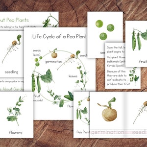 Paquete de ciclo de vida de una planta de guisante