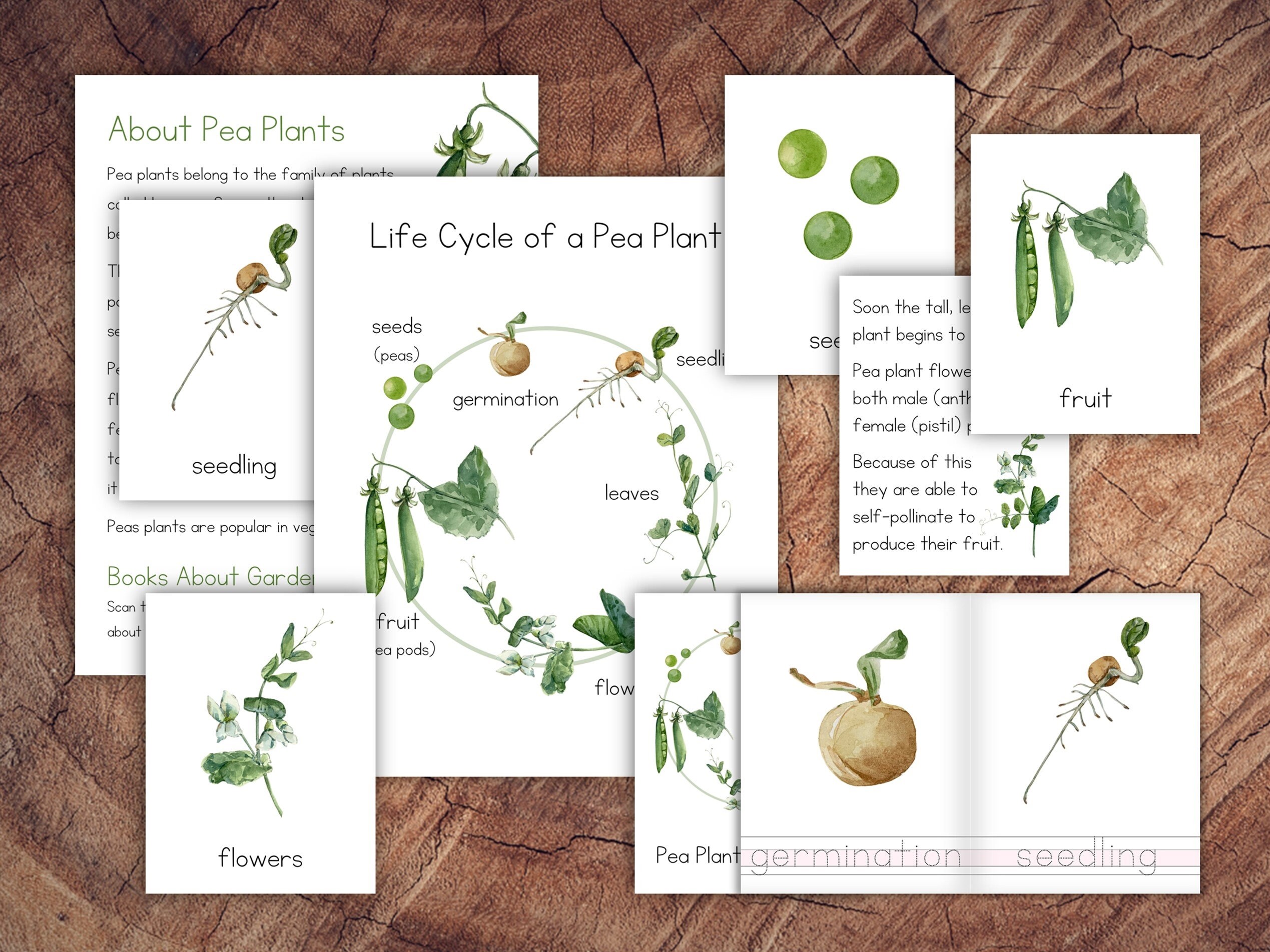 Life Cycle of a Pea Plant Pack Etsy Canada