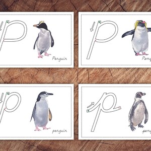 Playful Penguins Bundle, Homeschool Printable - Etsy