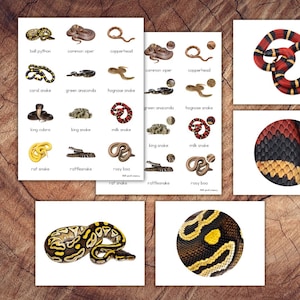 Può includere: Due schede bianche con illustrazioni di vari serpenti, tra cui un pitone reale e un serpente corallo. Sono presenti anche immagini ravvicinate di motivi della pelle di serpente. Le schede sono su una superficie di legno.