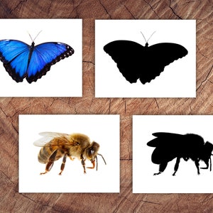 Insects Picture Matching Cards, Silhouette Matching, Toddler Preschool ...