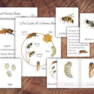 Life Cycle of a Honey Bee Pack