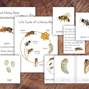 Ciclo de vida de una manada de abejas melíferas