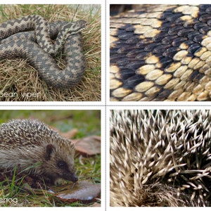 May include: A four-panel educational display featuring a coiled European viper with a zigzag pattern, a close-up of its dark and tan scales, a brown hedgehog, and a detailed view of the hedgehog's sharp, light-tipped quills and dark fur.