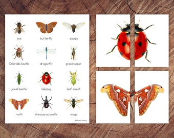 Insect Symmetry Puzzles, Matching Cards, Toddler Preschool Activity