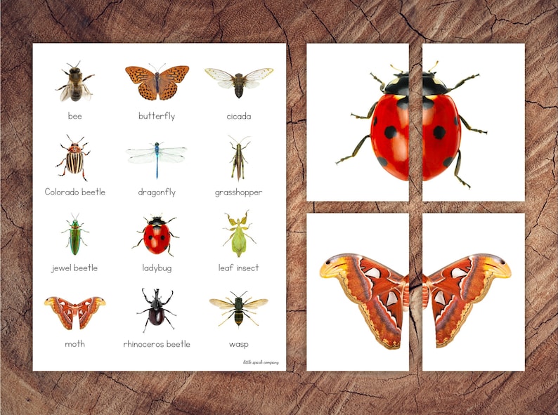 Insect Symmetry Puzzles, Matching Cards, Toddler Preschool Activity image 1