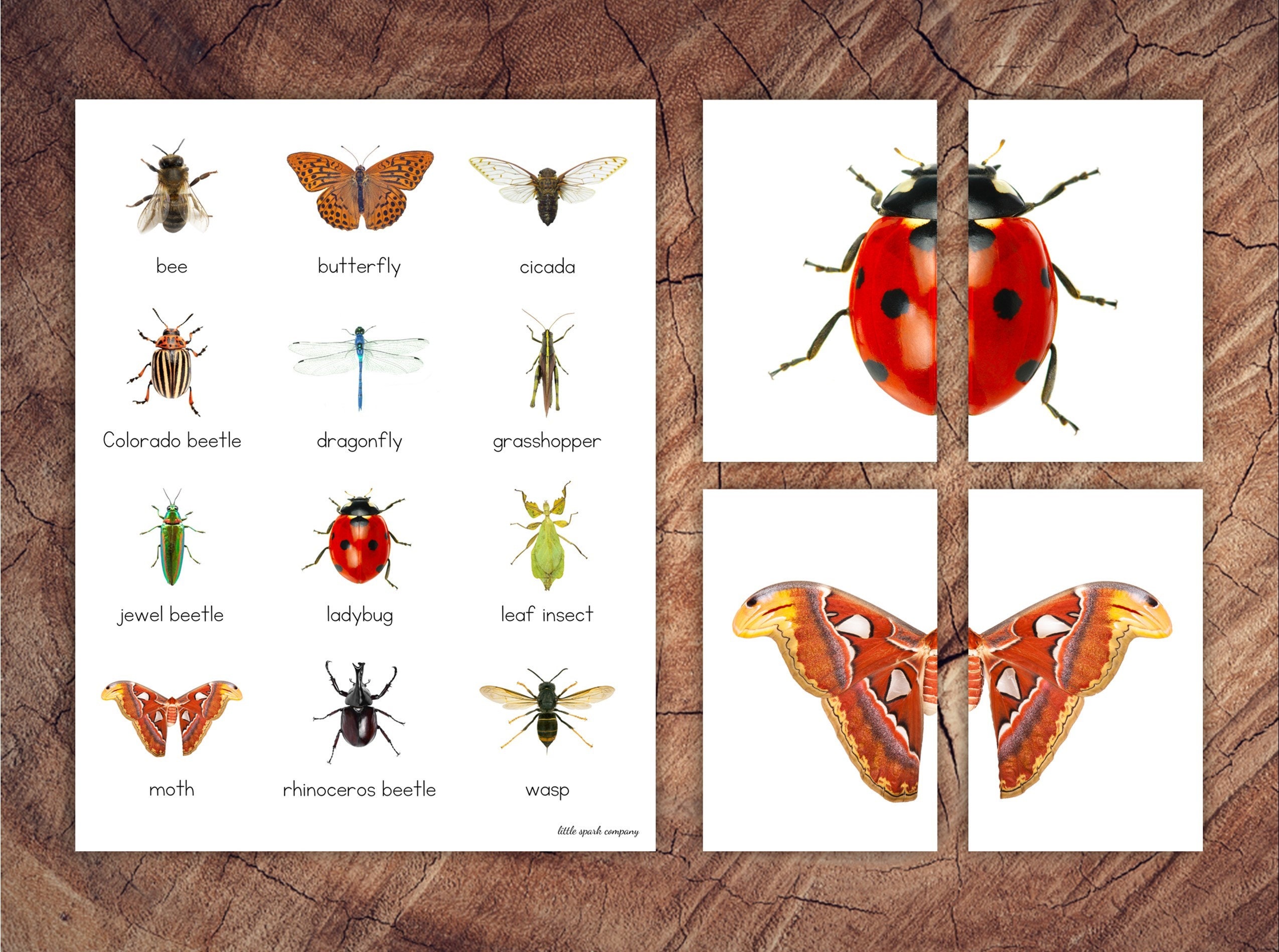Spring Insect Matching Insect Symmetry Puzzles, Matching Cards, Toddler Preschool Activity - Etsy