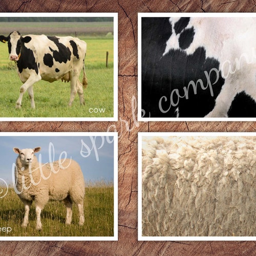 Farm Animals Fur Skin Pattern Matching Toddler Preschool - Etsy Farm Animals Fur Skin Pattern Matching Toddler Preschool - Etsy