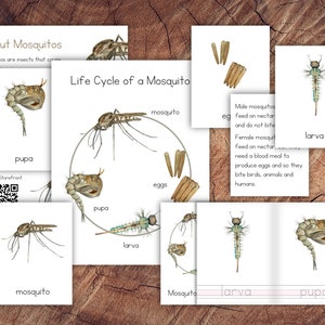 Life Cycle of a Mosquito Pack