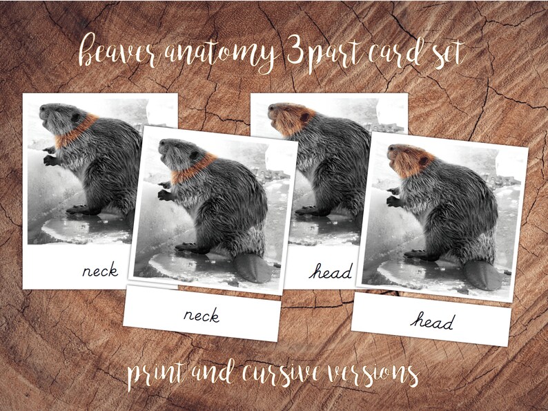 Beaver Anatomy Pack Montessori Preschool Activity Pack | Etsy